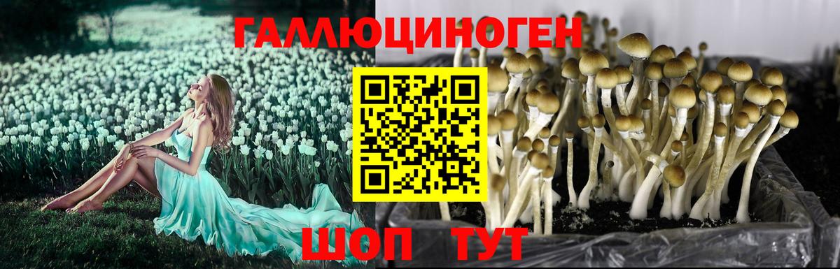 Галлюциногенные грибы MAGIC MUSHROOMS  Вход с VPN  купить закладку  Углич 